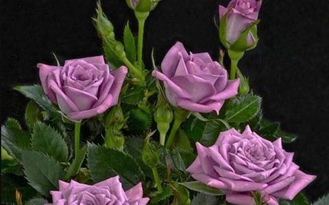 薰衣草紫色柯德娜