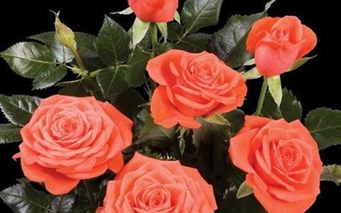 梅赛德斯柯德娜