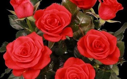 红色梅赛德斯柯德娜