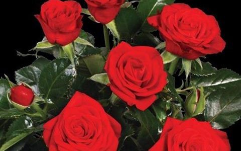 猩红梅赛德斯柯德娜