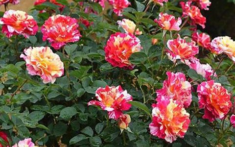 莫里斯·尤特里罗