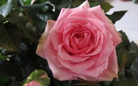 粉色诗人柯德娜