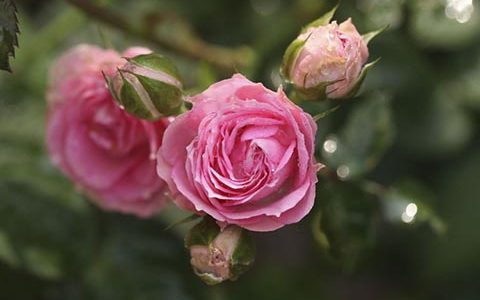 月季超感和伊甸园的区别