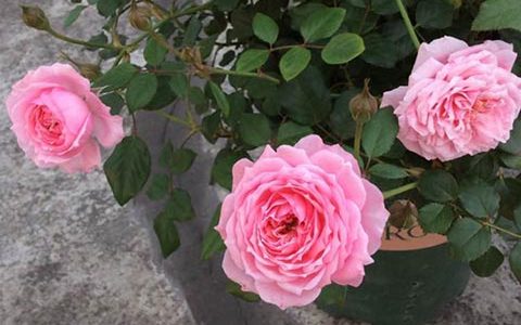 铃之妖精月季花期是几天