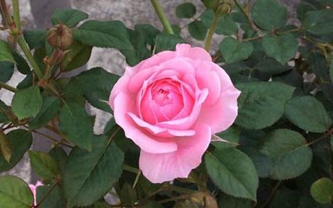 铃之妖精月季抗病性强吗