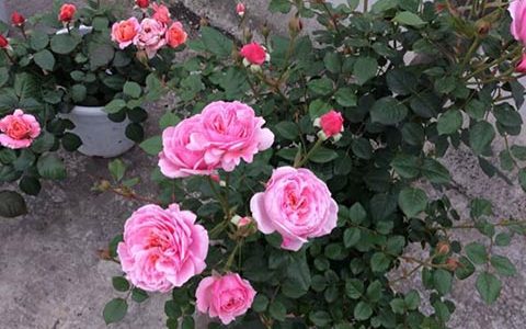 铃之妖精一年开几次花