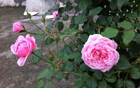 铃之妖精月季是多头开花吗