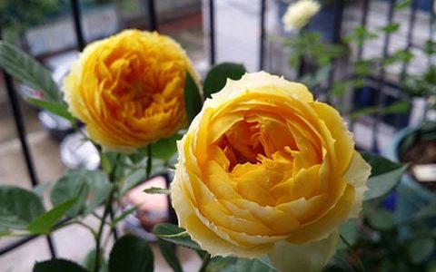 金丝雀月季耐低温吗