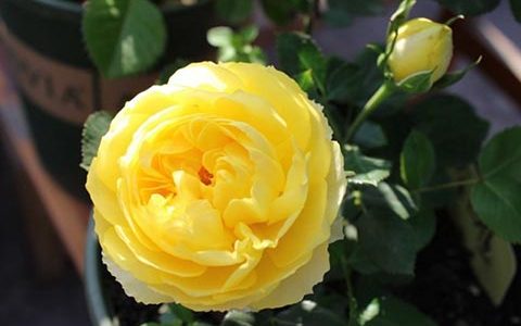 金丝雀月季抗病性怎么样