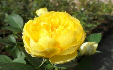 金丝雀能长多高