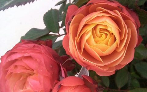 浪漫比克月季好养吗