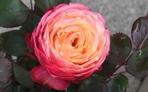 浪漫比克和浪漫宝贝的区别