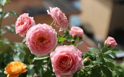 海神王阳台月季在广东好养吗