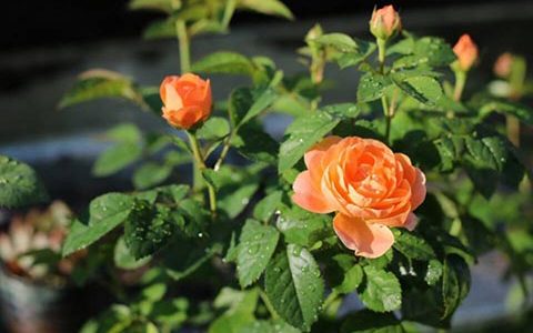 果汁阳台地栽好还是盆栽好