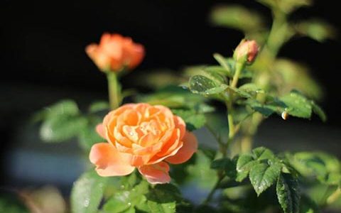 果汁阳台月季怎么施肥