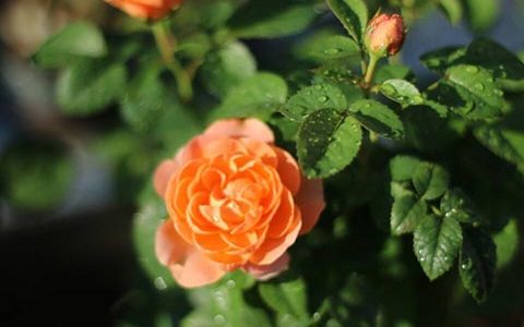 月季果汁和果汁阳台是一个品种吗