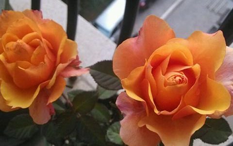 永远的埃尔帕索