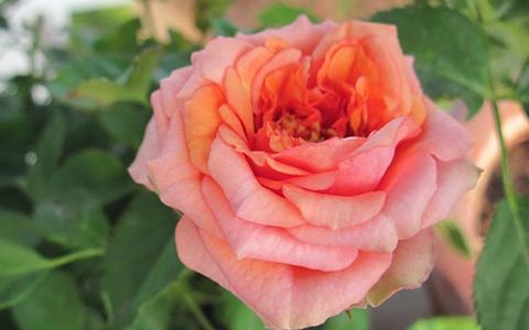 永远的那不勒斯