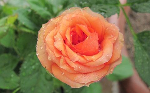 永远的那不勒斯月季好养吗