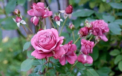 波尔都斯·凯尔