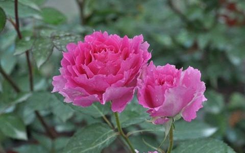 天方夜谭月季用多大盆合适