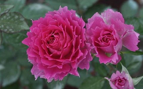 天方夜谭月季生长速度快吗