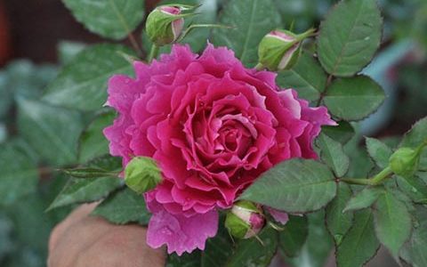 天方夜谭月季一年开几次花