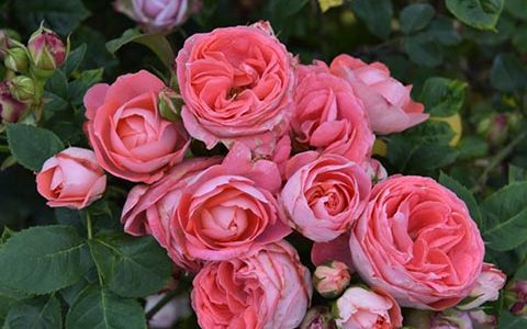 诺娃月季耐热耐晒吗