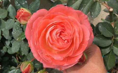 诺娃月季是藤本还是灌木