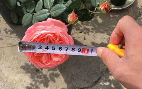 诺娃月季值得入手吗