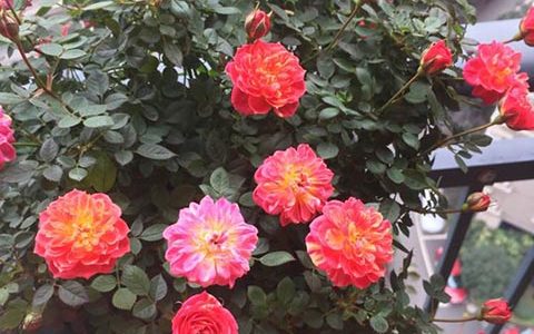 躲躲藏藏花多大