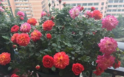 躲躲藏藏有香味吗