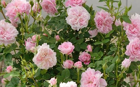 法国“护身符”