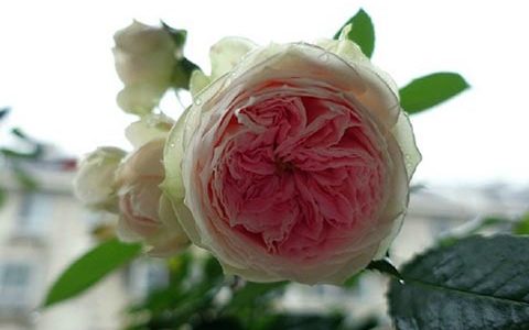 门廊绒球月季耐热吗