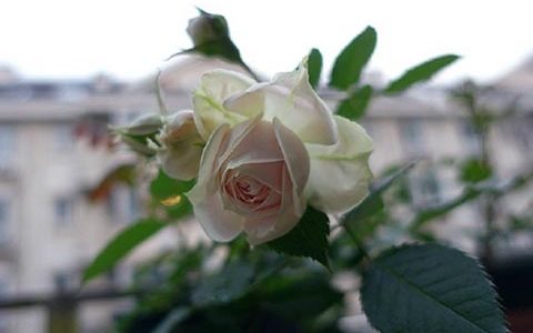 门廊绒球是灌木还是藤本