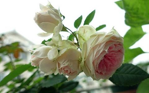 门廊绒球和绒球门廊是一个品种吗