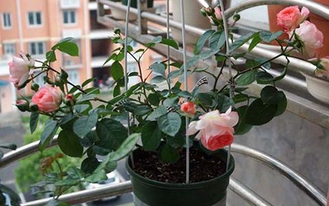 可爱多月季抗病吗