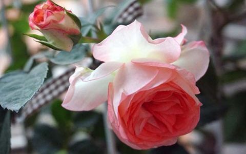 可爱多月季适合广东种植吗