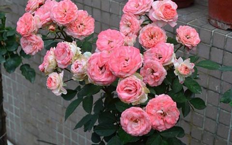 可爱多月季能不能嫁接棒棒糖月季吗