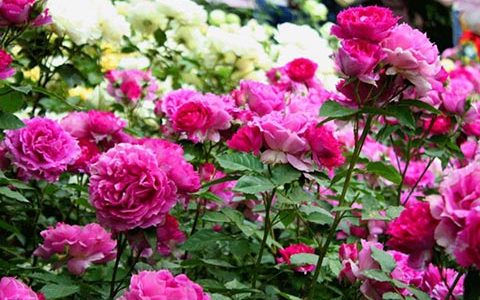 天方夜谭月季适合地栽吗