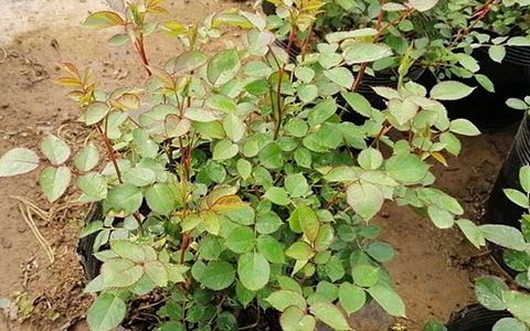 天方夜谭有刺吗