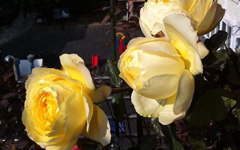 阳光古董月季和碧翠丝月季的区别