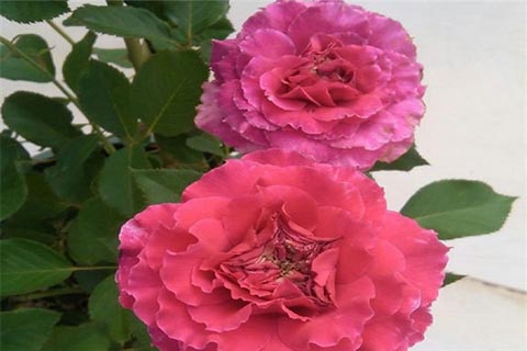 草药