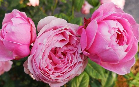 月季葵和京哪个好