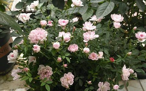 最小的月季花品种是哪个