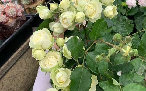 奶油龙沙宝石月季是藤本还是灌木