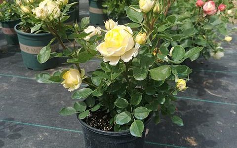 金丝雀月季不好养的原因