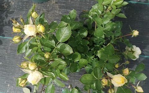 金丝雀月季耐热耐晒吗