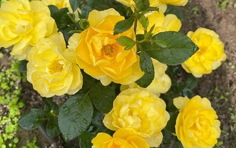 小黄鸡和黄果汁月季的区别