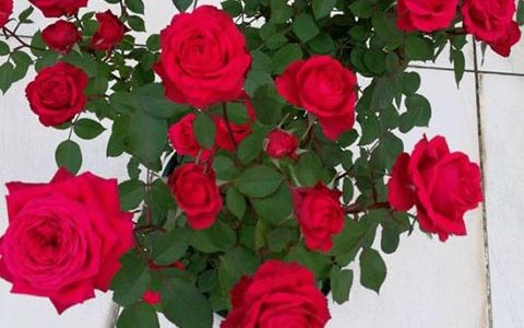 永远的蒙特卡洛